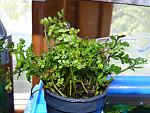 Bolbitis sp. Baby Leaf