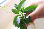 Anubias Barteri Var Broad Leaf