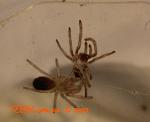 17)n.chromatus   2 TM