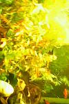 IMG0455A