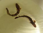 IMG 4484