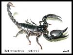 Heterometrus petersi  