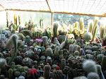 IMG 6782