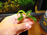 Busephalandra sp. Treasure 2011, West Kalimantan