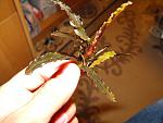 Bucephalandra sp. Velvet Leaf