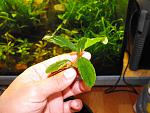 Busephalandra sp. Treasure 2011, West Kalimantan
