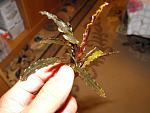 Bucephalandra sp. Velvet Leaf