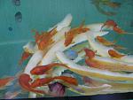 Ancistrus sp. Super Red