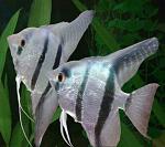 �������� �������