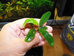 Busephalandra sp. Treasure 2011, West Kalimantan