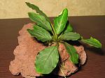 Bucephalandra sp. Pearl Grey