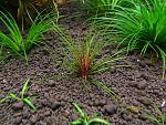   (Eriocaulon sp.red)