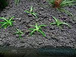   (Eriocaulon sp from Sulawesi)