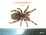 Nhandu coloratovillosus ni