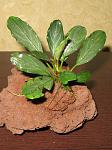 Bucephalandra sp. Pearl Grey