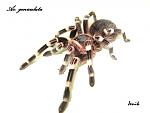 Acanthoscurria geniculata  - Jenik