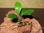 Bucephalandra sp. Sedong