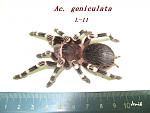 Acanthoscurria geniculata  - Jenik