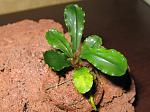 Bucephalandra sp. 5