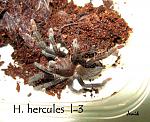 Hysterocrates hercules  Jenik