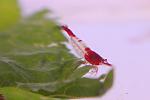 Neocaridina heteropoda sp. Rili