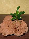 Bucephalandra sp. Sintang  new location