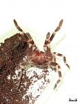 Acanthoscurria geniculata  - Jenik