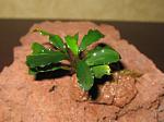 Bucephalandra sp. Silky Blue 2