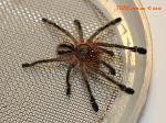 Iridopelma sp. Recife 001 TM