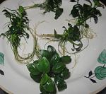 IMG 5227