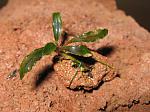 Bucephalandra sp. Kedagang
