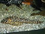 Peckoltia ucayalensis (L232, L146)