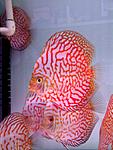 Red scorpion