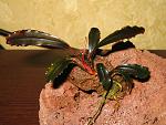 Bucephalandra sp. Brownie Ghost