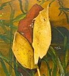 Monocirrhus polyacanthus