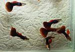 IMG 6678