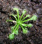 Drosera spatulata - 