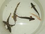 IMG 4599