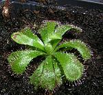 Drosera aliciae