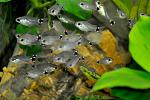 Corydoras hastatus