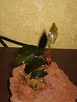 Bucephalandra sp. Shine Blue