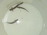 IMG 4761