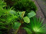 Bucephalandra sp. Sintang 2006