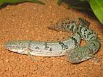 IMG 4762