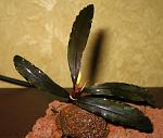 Bucephalandra sp. from Sayan-1