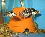 Julidochromis transcriptus zambia