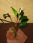 Bucephalandra sp. Tapah