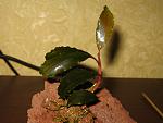 Bucephalandra sp. Shine Blue