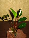Bucephalandra sp. Tapah