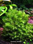 Fissidens Nobilis